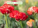 Tulpe 'Gudoshnick Double'