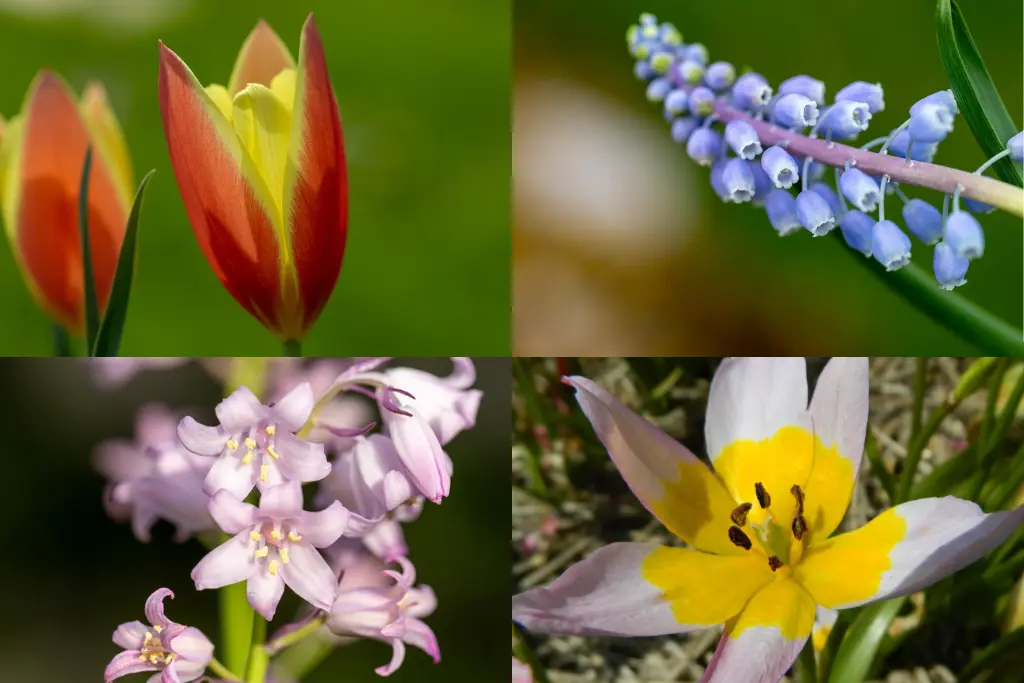 Mélange de bulbes pour Abeilles 'Bain De Soleil'