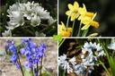 Mélange de bulbes pour Abeilles 'Coin D'Ombre'