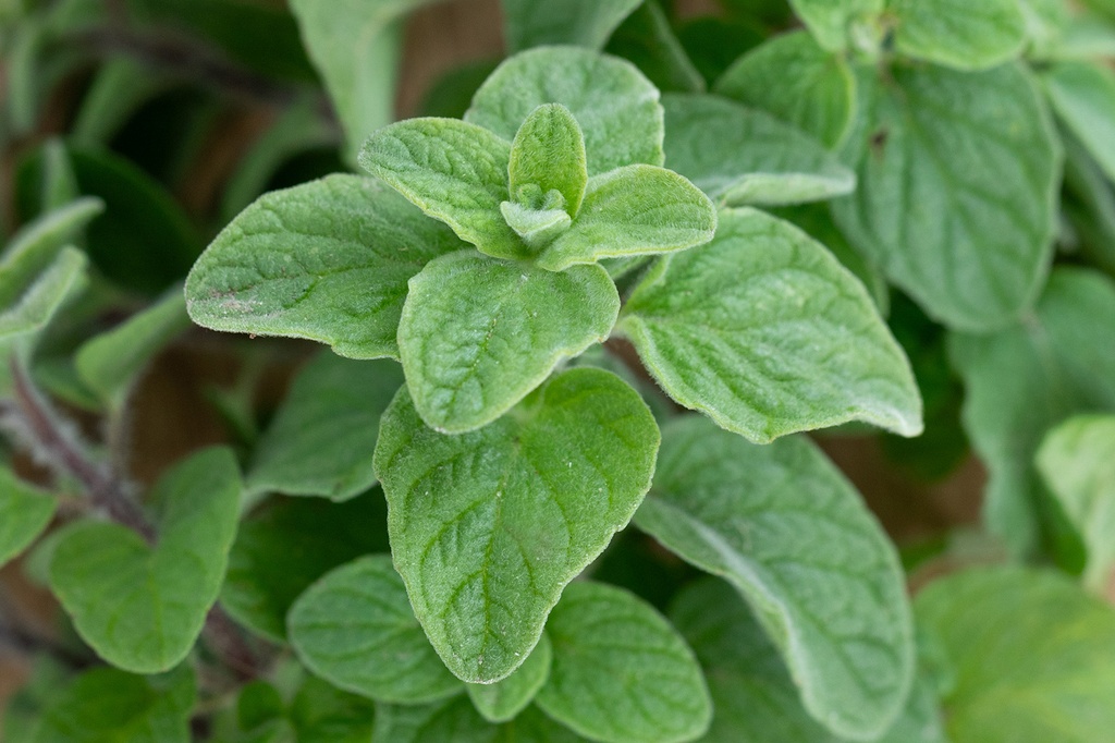 Origano siriano, Zaatar