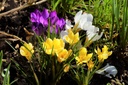 Bulbes de Crocus