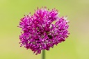 Ail ornemental 'Purple Sensation'