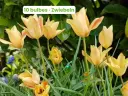 Tulipe sauvage 'Bronze Charm'
