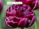 Tulipe 'Alison Bradley'