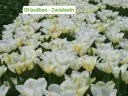 Tulipe 'Purissima'