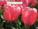 Tulipe 'Pink Impression'