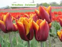 Tulipe 'Abu Hassan'