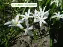 Gloire des Neiges 'Alba'
