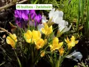 Crocus 'Mélange de couleurs'