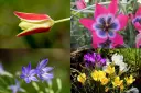Mélange de bulbes pour les abeilles 'Prairie Vivace'