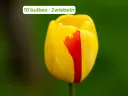Tulipe 'Novi Sun'