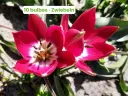 Tulipe sauvage 'Tiny Timo'