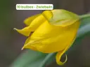 Tulipe sauvage 'des Bois'
