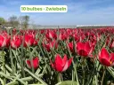 Tulipe 'Red Beauty'