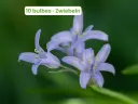Jacinthe d'Espagne 'Bleue'