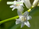 Jacinthe d'Espagne 'Blanche'