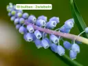 Muscari d'Arménie