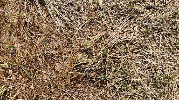 brown and green grass field