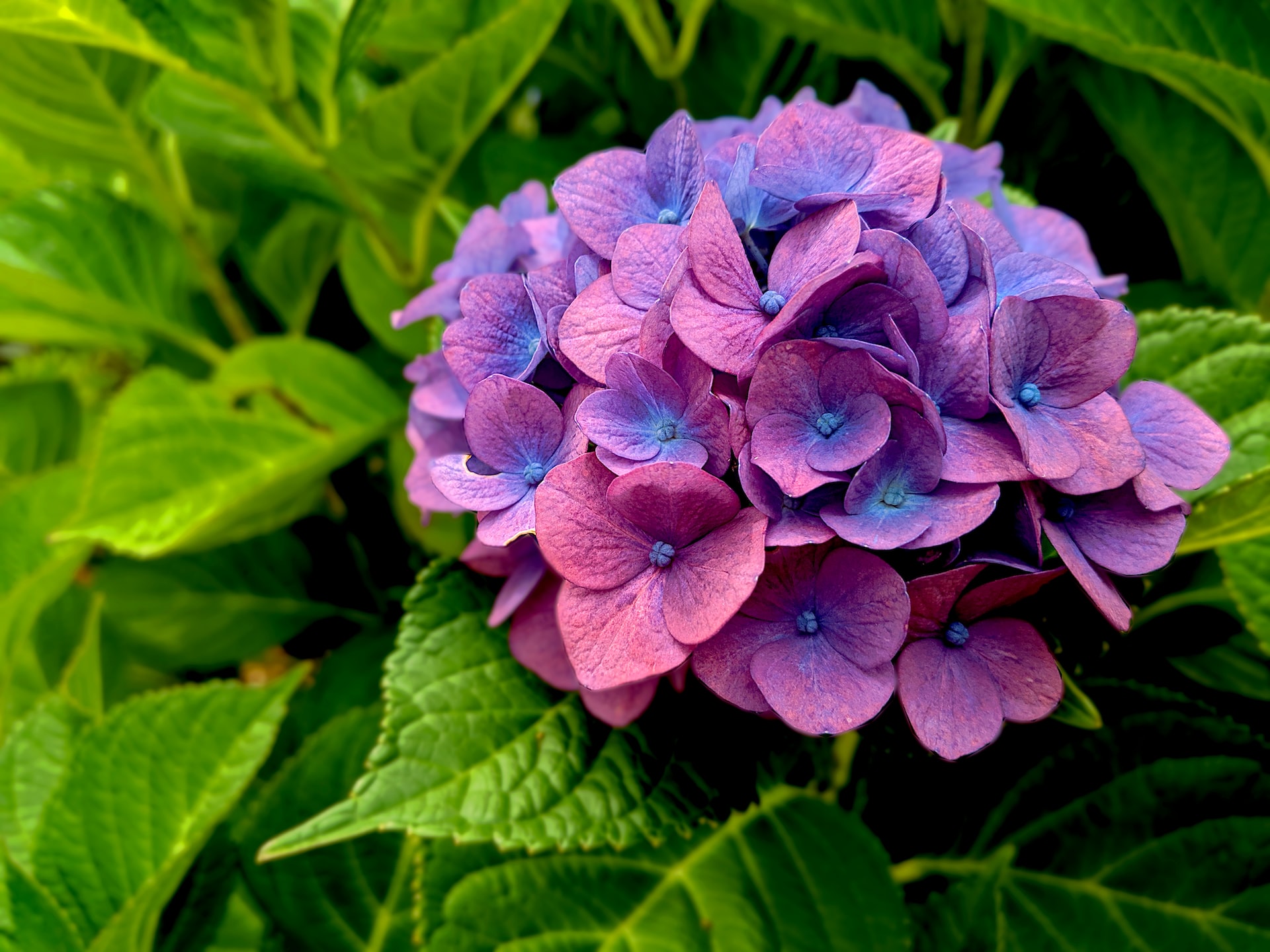 purple flower in macro shot