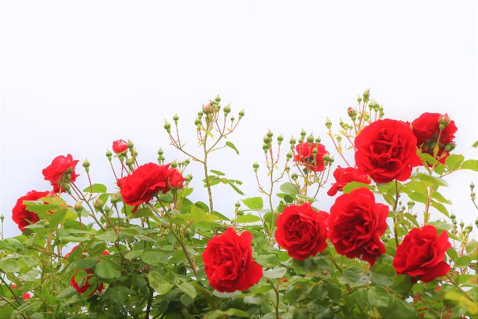 red roses in bloom during daytime