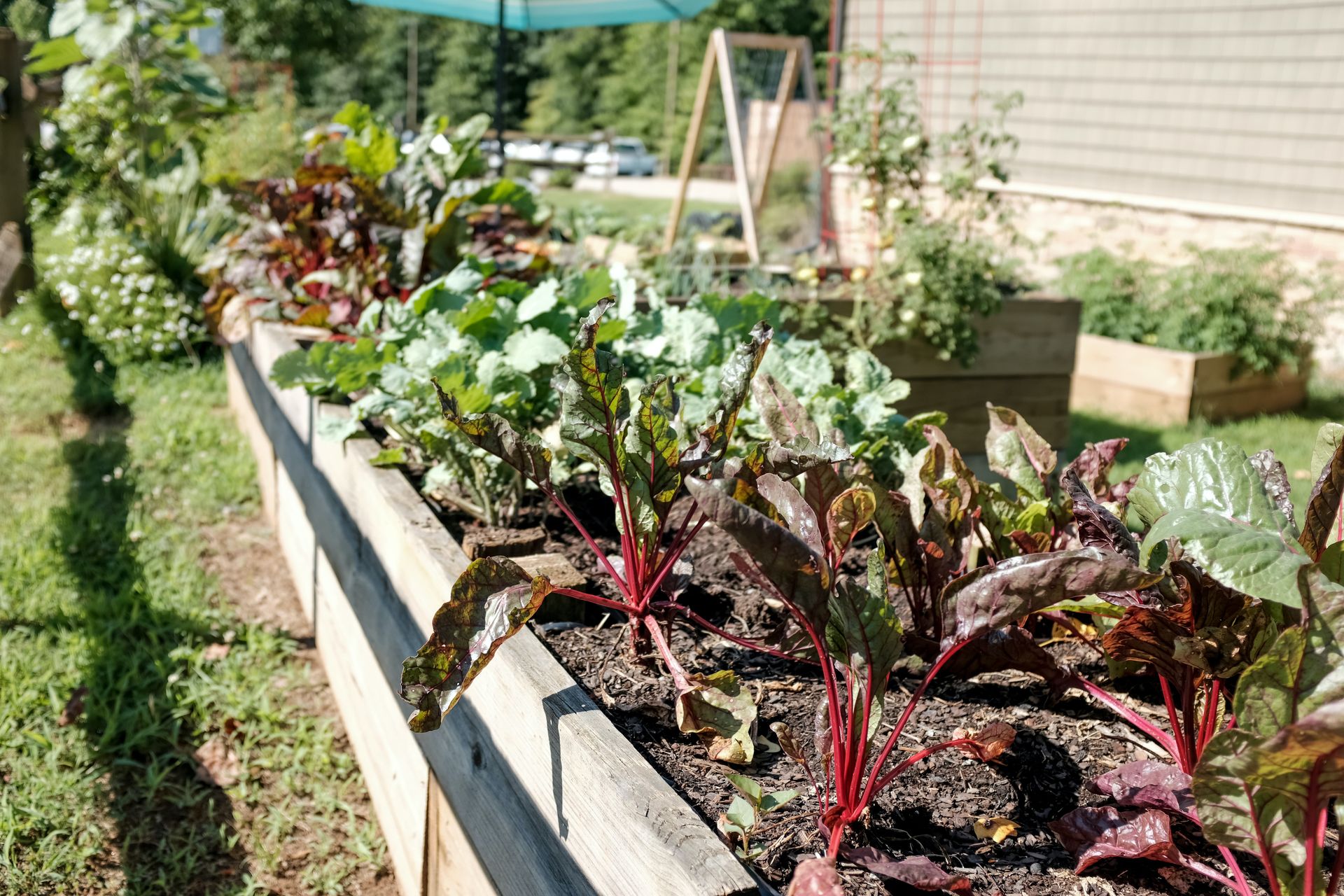 Le soja : comment le cultiver et l'entretenir au potager ?