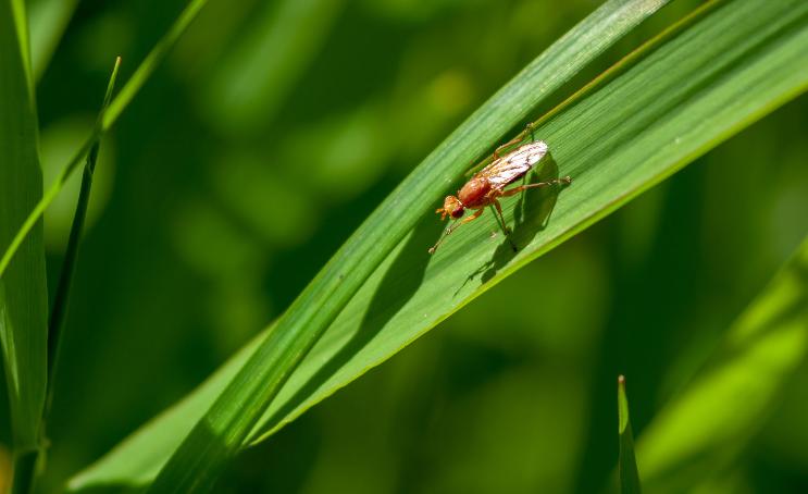 Primavera - Galerie photos BARRIÈRE À INSECTES