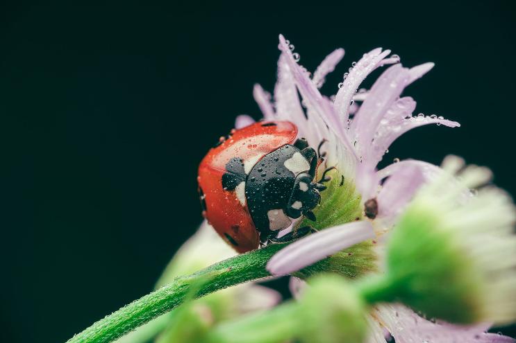 Comment reconnaître la larve et l'adulte de coccinelle à 7 points ?