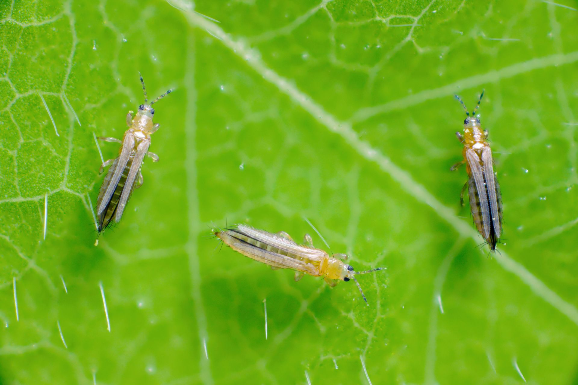 Thrips: a threat to your crops