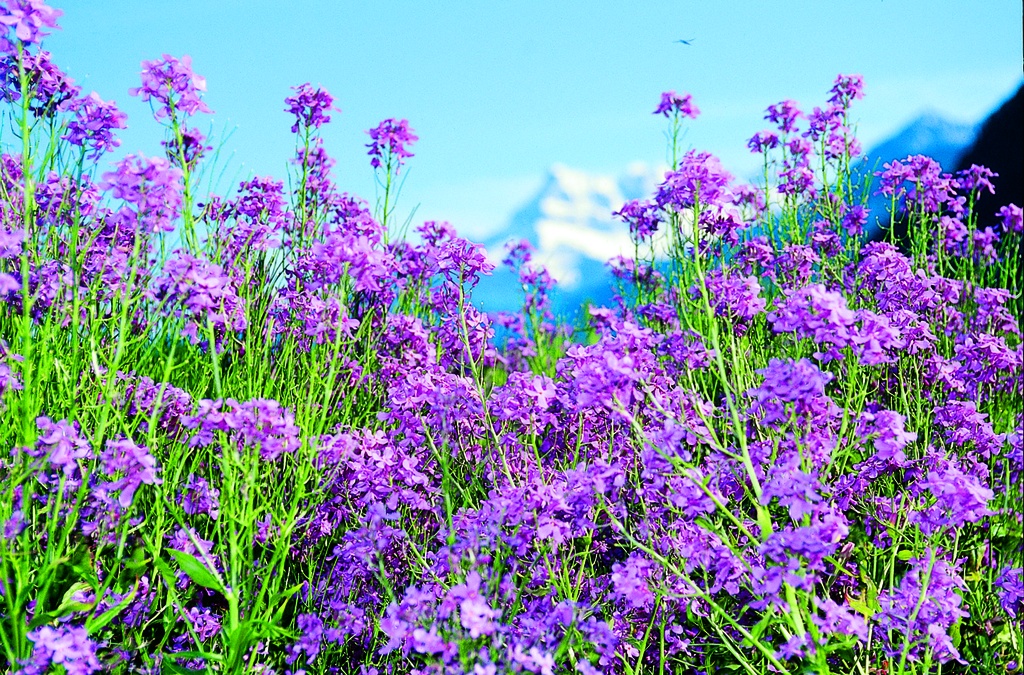 BIOCANNA Fioritura 1000cc - Fertilizzante Per Piante Con Amminoacidi, Stimola Fotosintesi E Fioritura