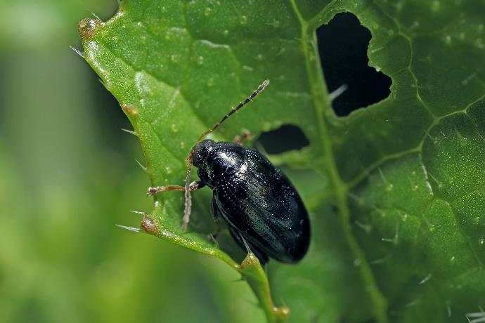 Altise du colza (Psylliodes chrysocephalus) Zollinger Bio