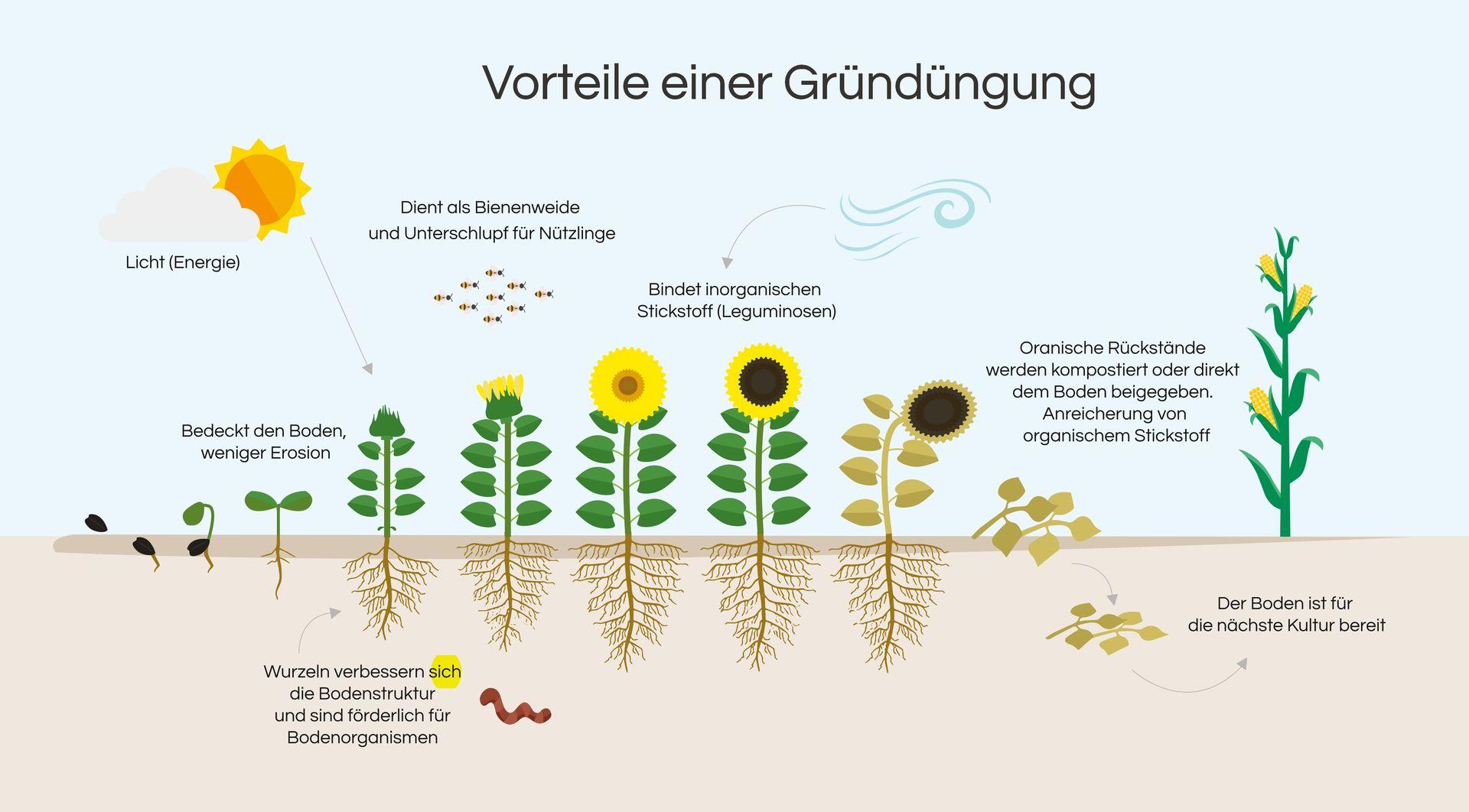 Vorteile einer Gründüngung Zollinger Bio