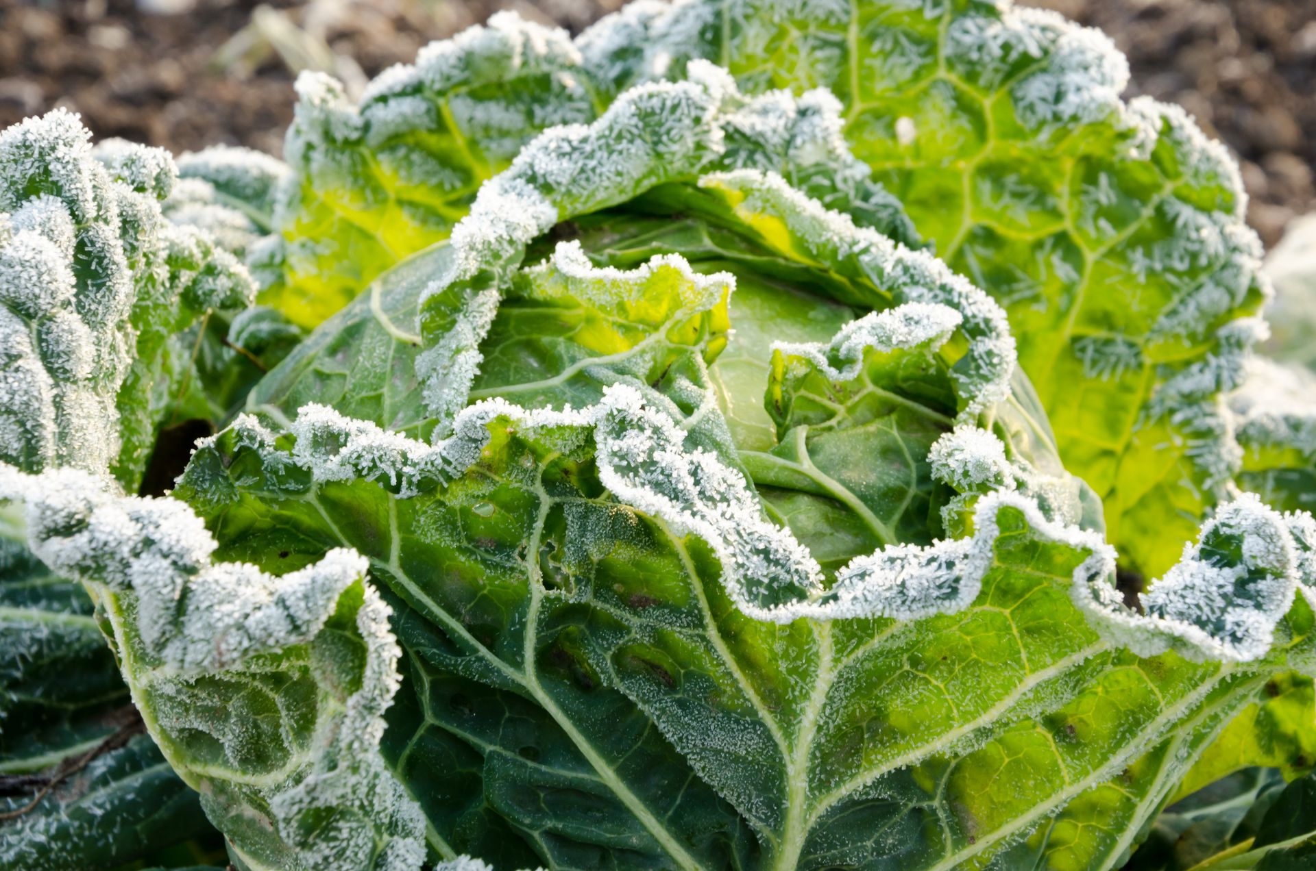 Rosaio/acni Rosacee Con Protezione Contro Freddo Fotografia Stock