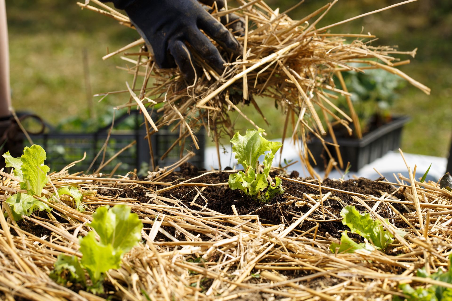 7 conseils de pro pour protéger son jardin du gel - Truc Mania