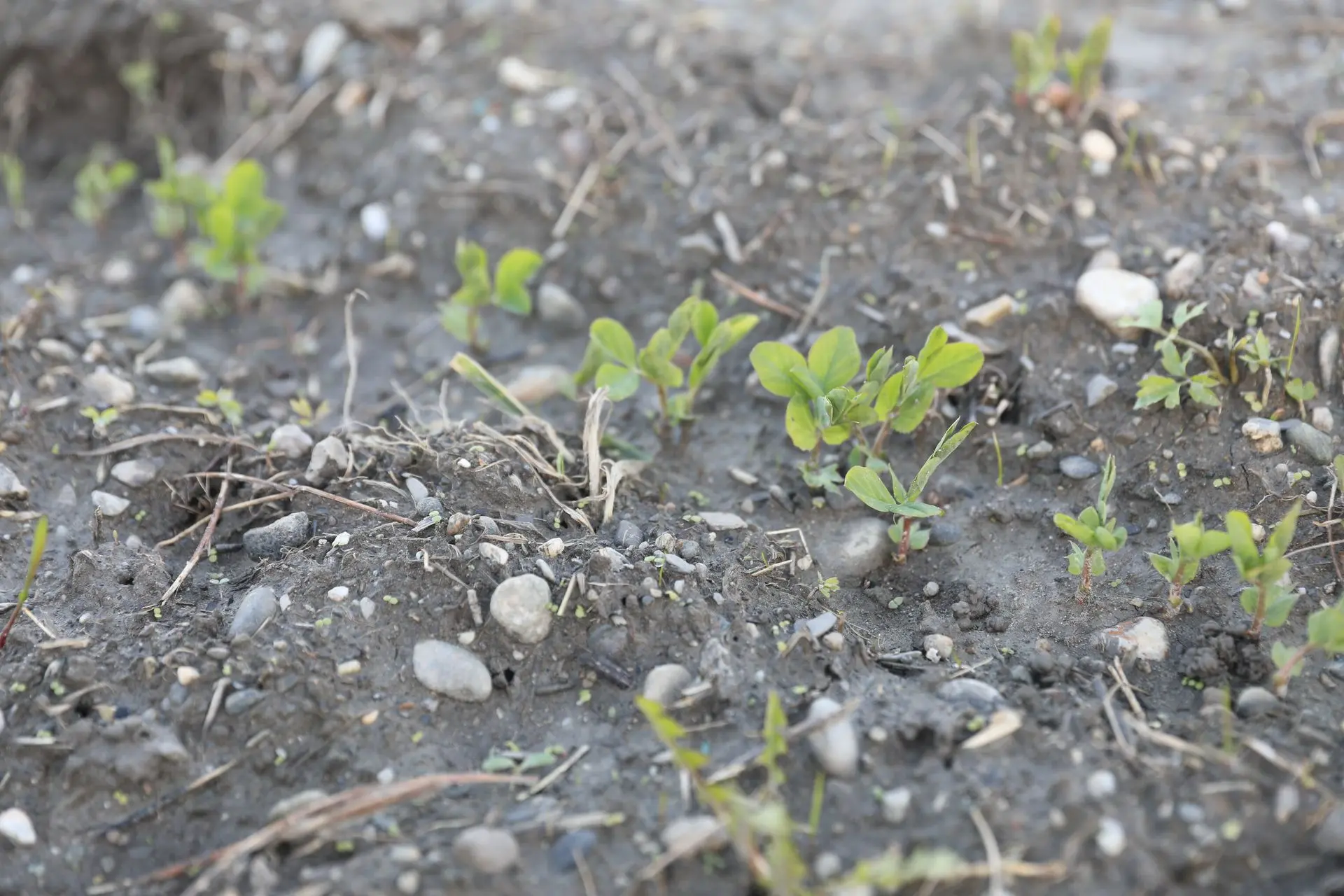 Travaux de novembre au jardin
