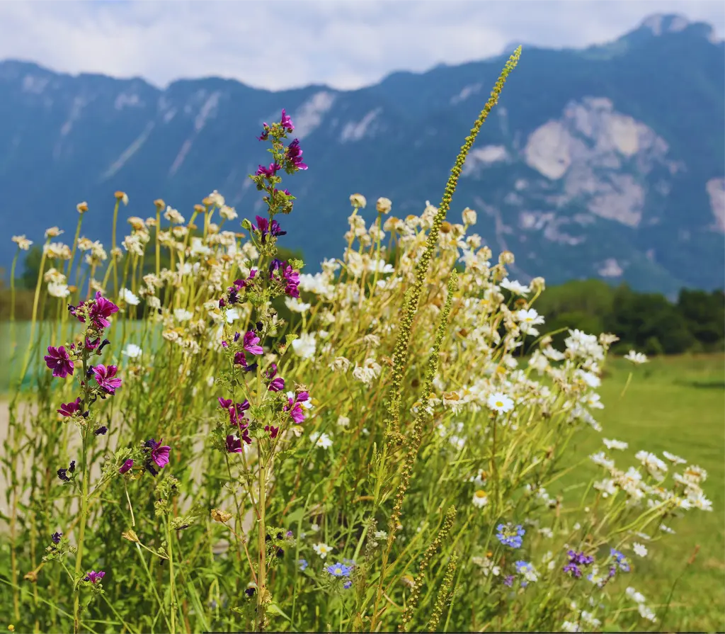 Bio-Samenmischung einheimischer Blumen aus der Schweiz für den Gemüsegarten