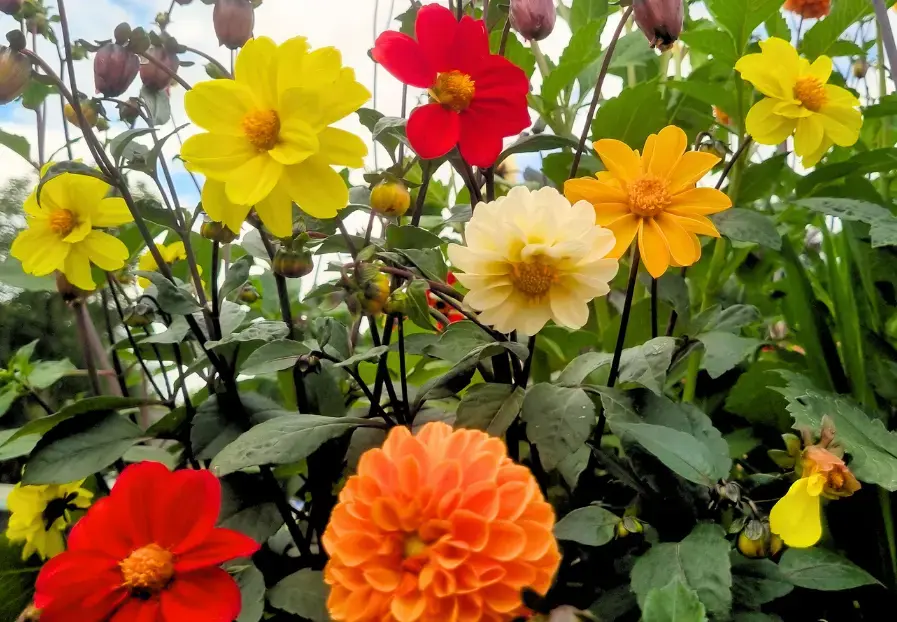 Variétés de dahlias colorées
