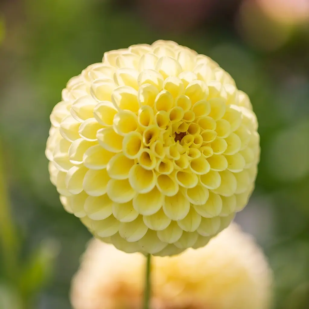 Dahlia pompon