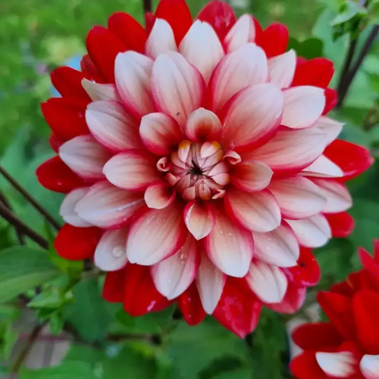 Dahlia décoratif
