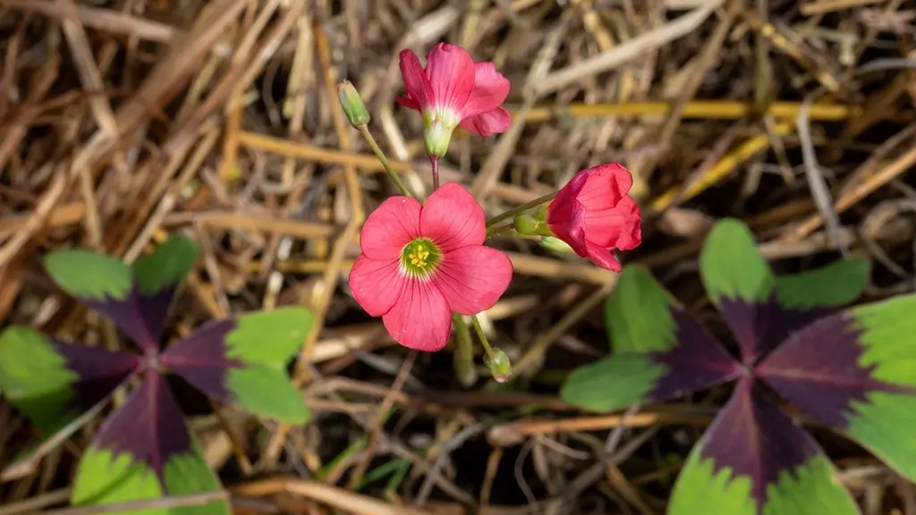 Oxalis