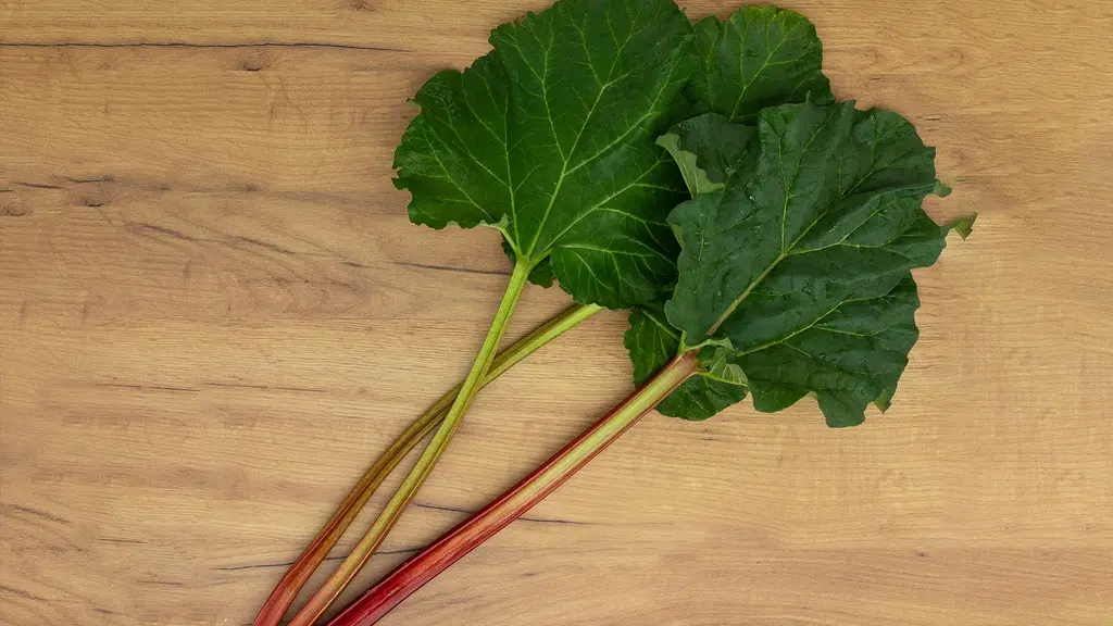 feuilles de rhubarbes
