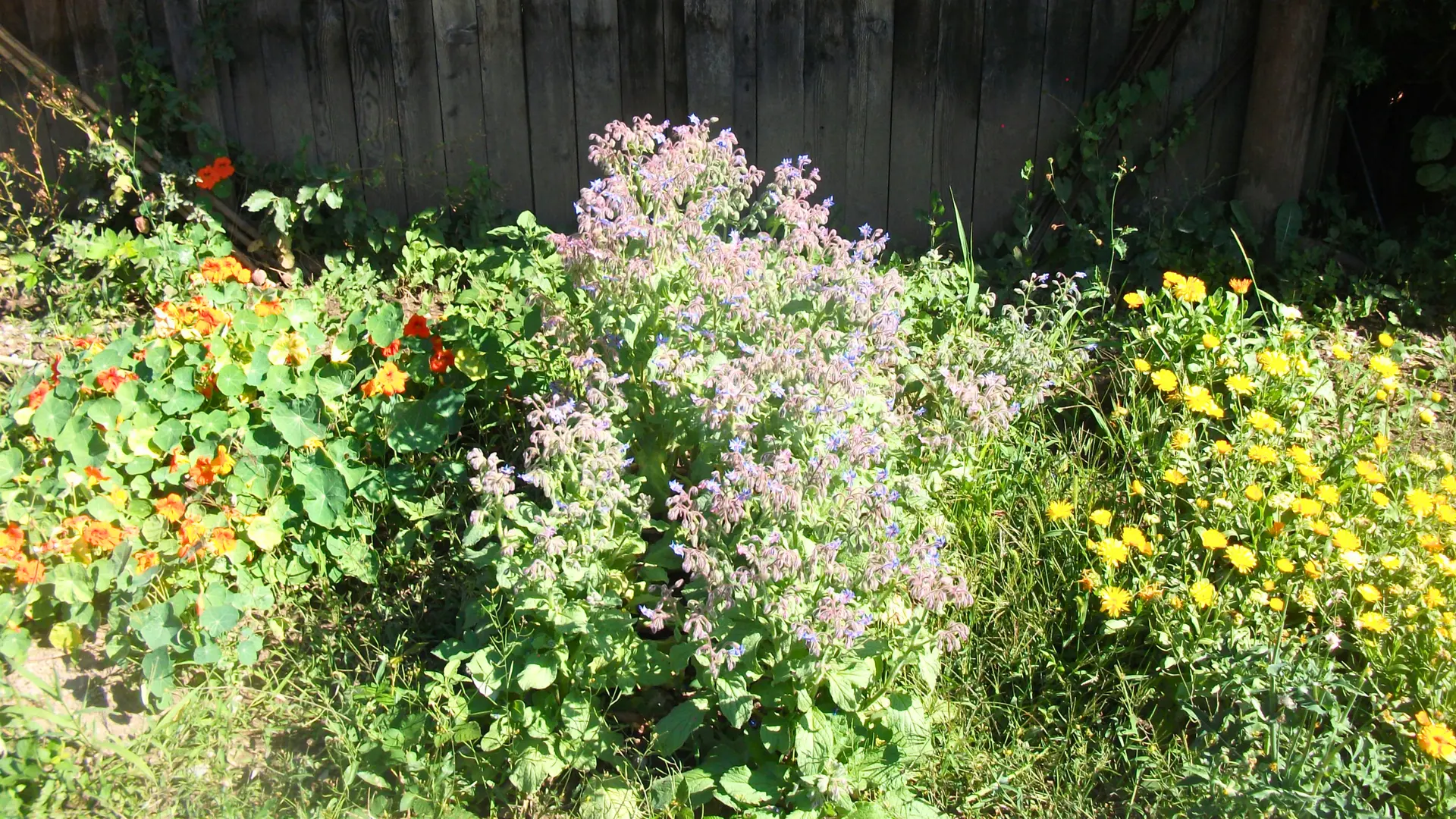 Jardin de fleurs comestibles jardin de fleurs comestibles : capucines, bourrache, souci