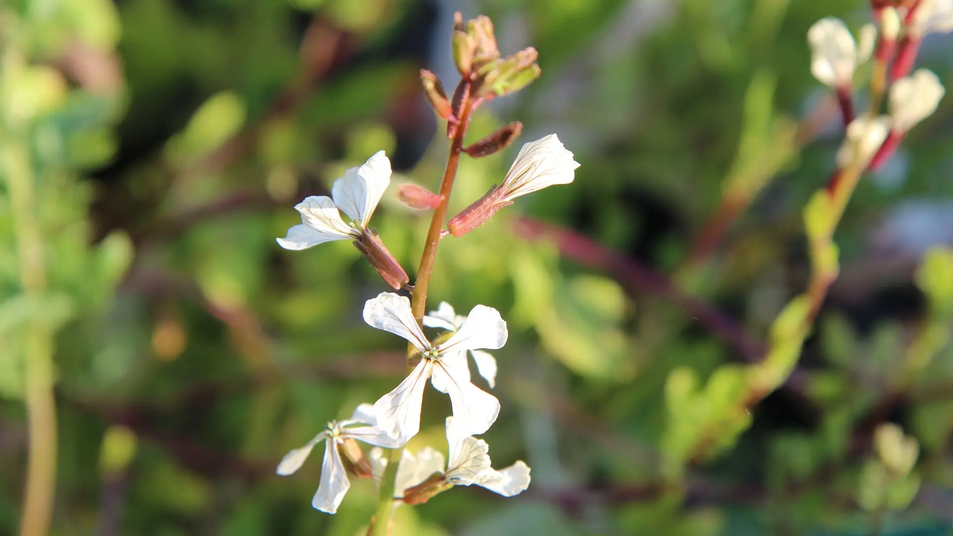 Fleurs de roquette cultivée. Fleurs de roquette cultivée.