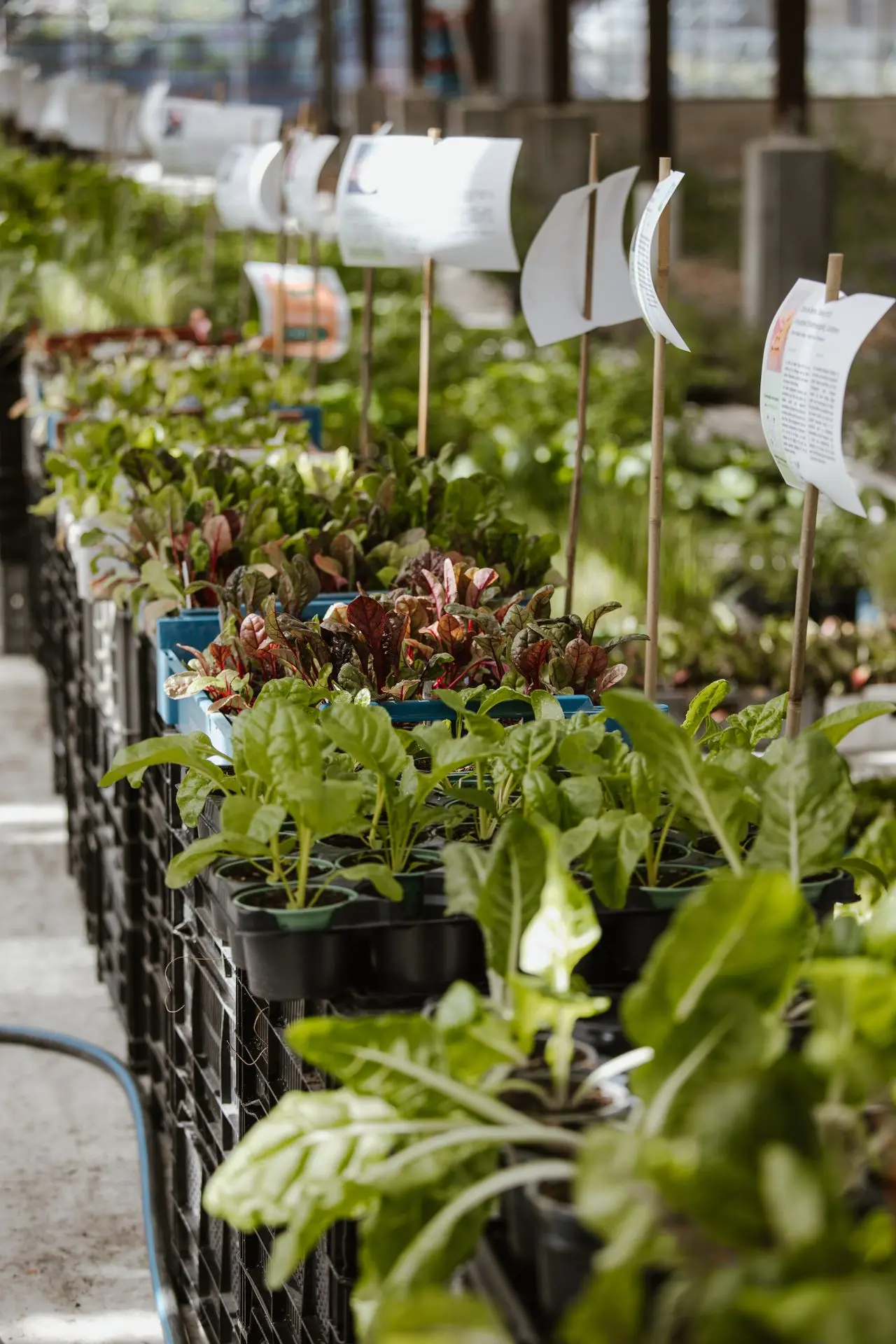 Marché aux plantons Marché aux plantons