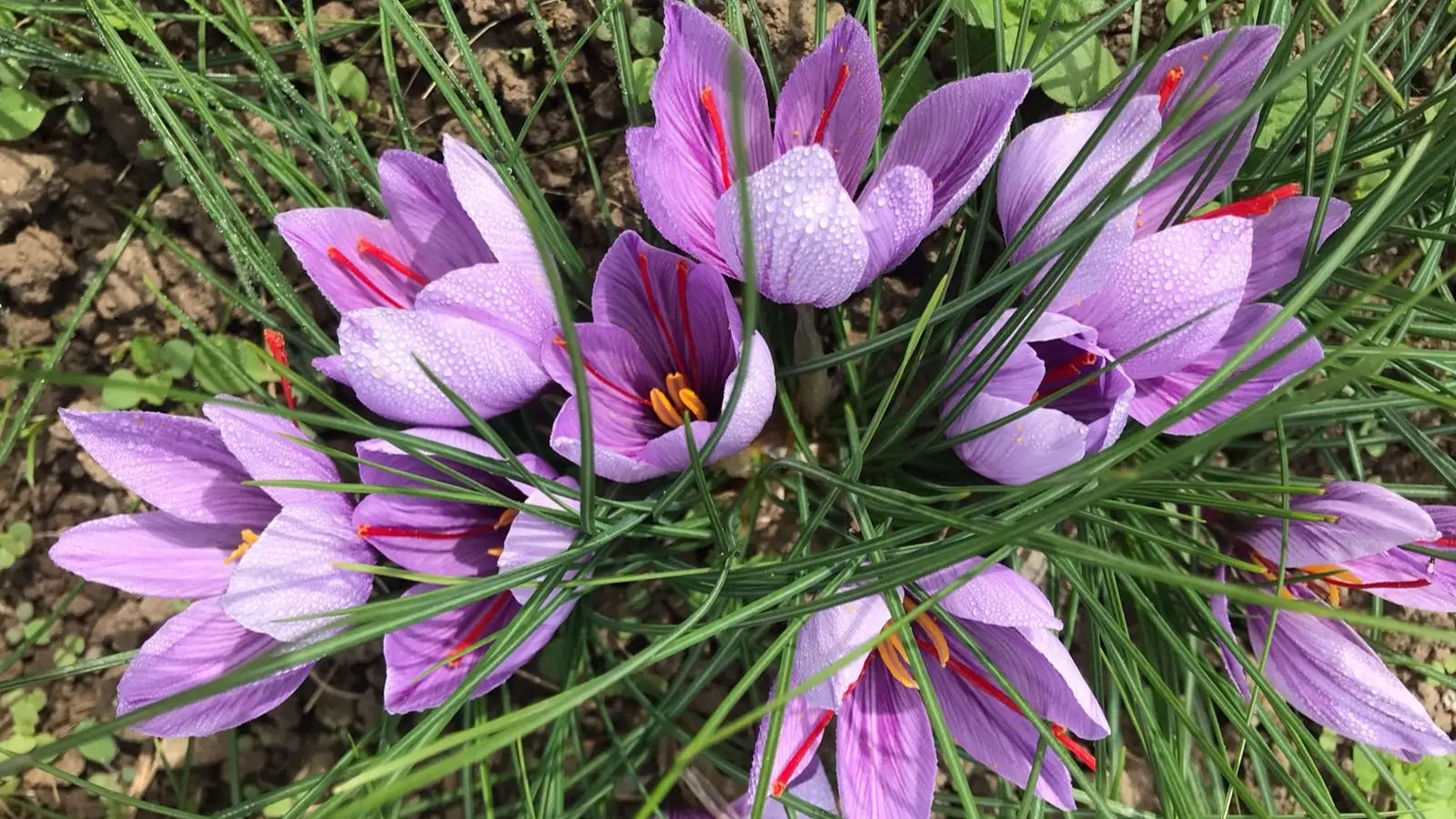 Safranblüten Safranblüten
