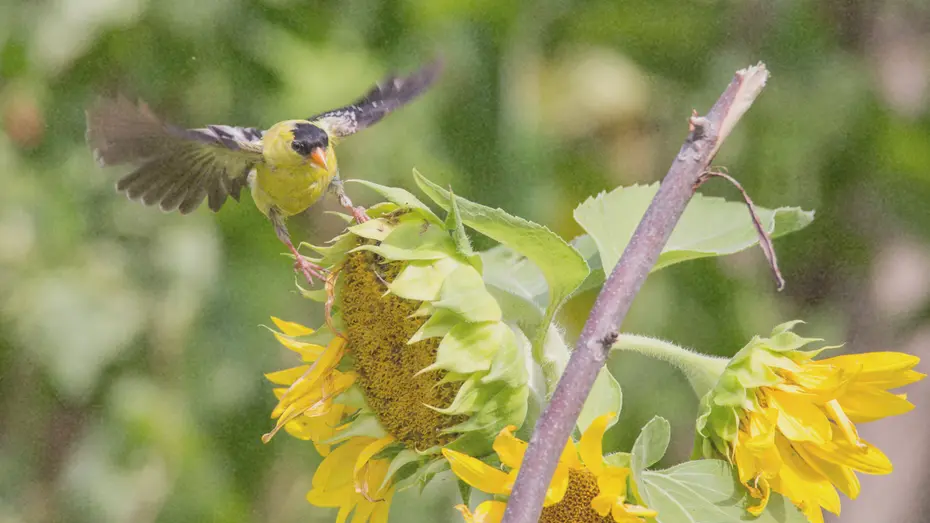 Mélange de graines de fleurs pour oiseaux. Mélange de graines de fleurs pour oiseaux