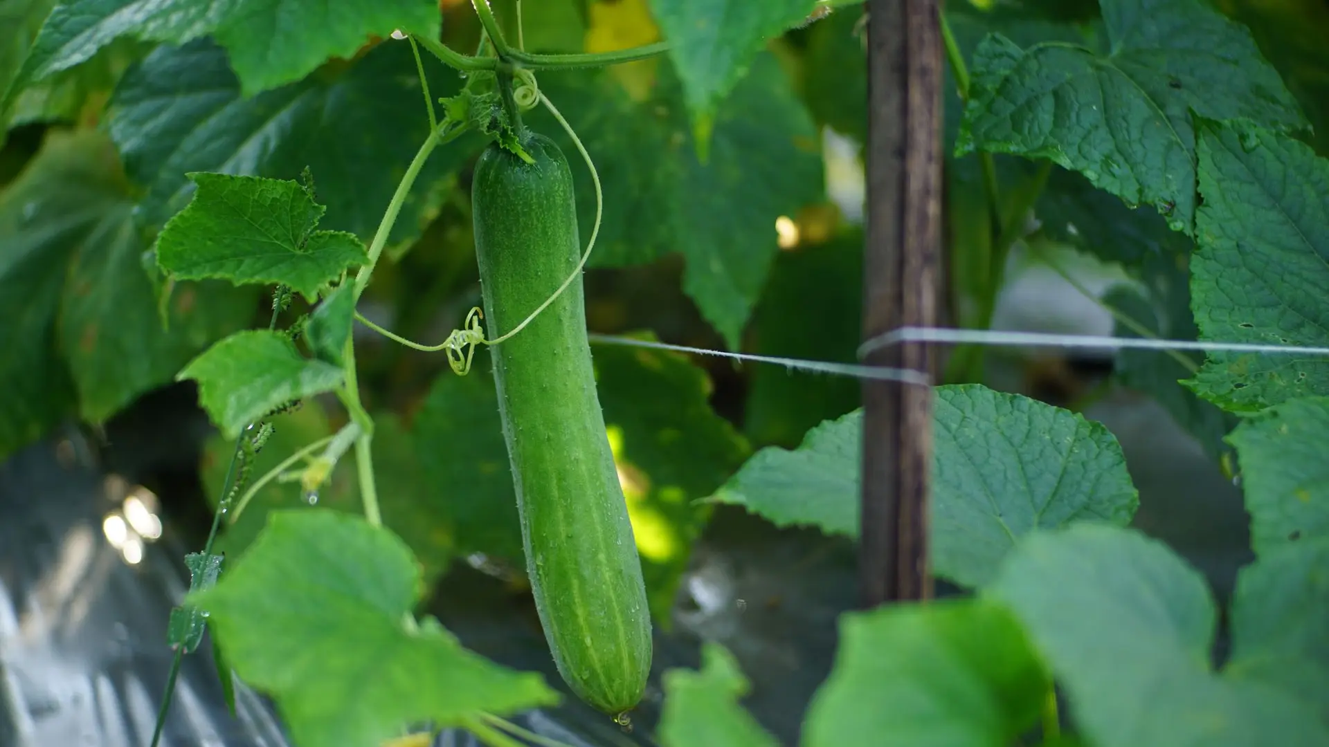 Cucumber A cucumber plant in the garden.