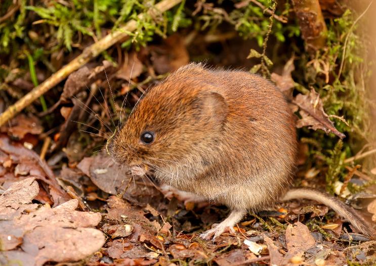 Comment protéger les plants d'herbe contre les souris et les rats - RQS Blog