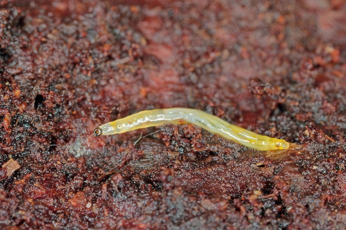 Combattez les larves de la mouche des terreaux avec des nématodes - DCM