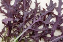 Légume asiatique, Mizuna "Corail Rouge"