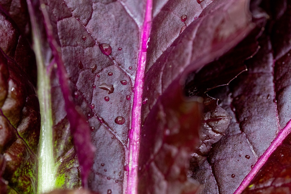 Légume asiatique, Moutarde "Géant Rouge"